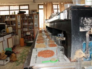 Viraties Research Sample seeds Photos